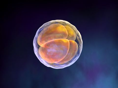 科学家利用胚胎干细胞培养出“体外卵泡”