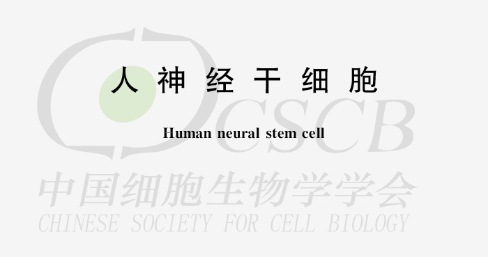 人神经干细胞