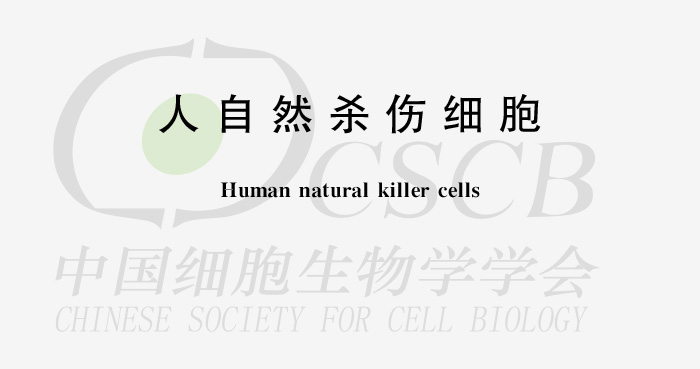 人自然杀伤细胞