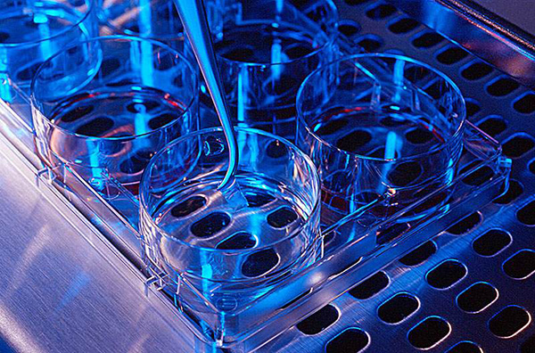 U.S.A. scientists have issued standard research guidelines on the maturation of induced pluripotent stem cells