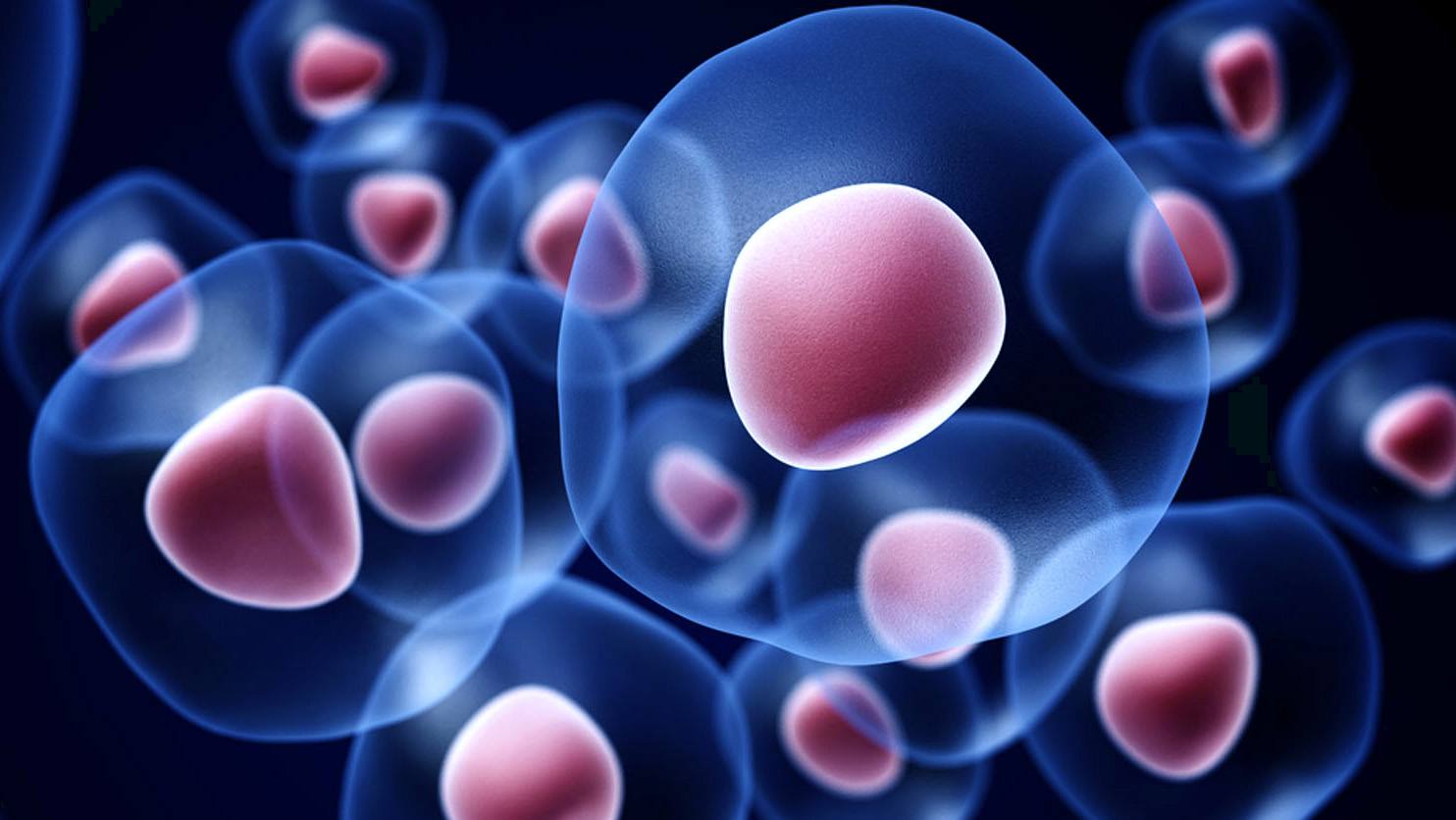 Institute of stem cell and regenerative medicine! Chinese Academy of Sciences and Beijing Municipal Government