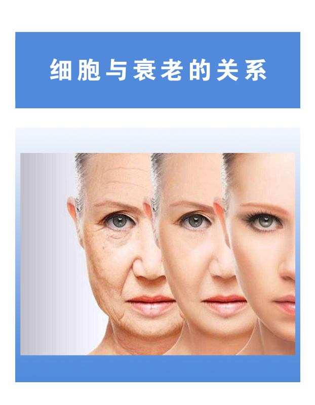 细胞与衰老的关系
