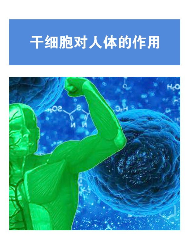 干细胞对人体的作用