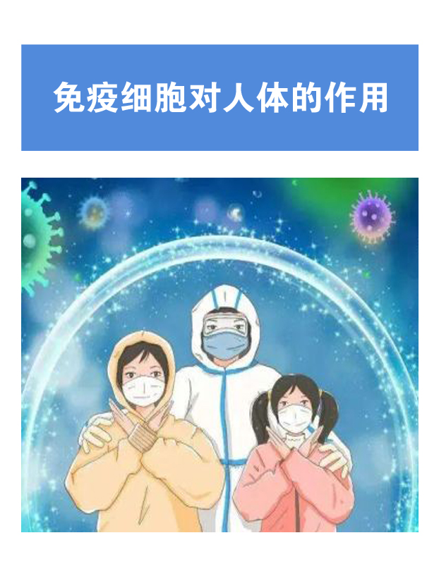 免疫细胞对人体的作用